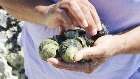 Collecting whelks for scent