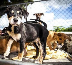 While there are a number of puppies up for adoption at the Cayman Islands Humane Society, potential adopters should consider whether they are ready for the responsiblity and attention these animals re