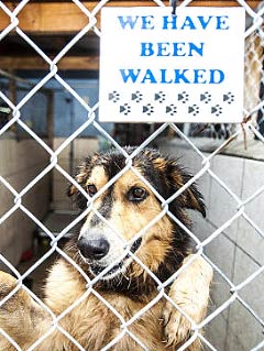 The older dogs available at the Cayman Islands Human Society are friendly and trained. – Photos: Taneos Ramsay