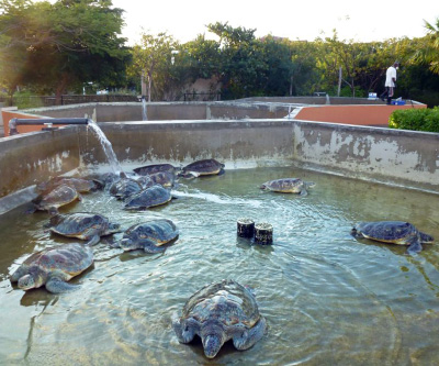 Shell shock over turtle-riding scheme