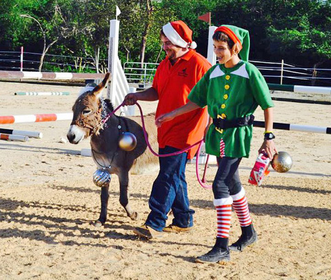 Lulu the donkey got into the Chrismas spirit with the help of Tony Ibarra and Basil Humphries.