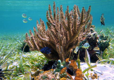 A U.S. cosmetics company has signed a five-year contract with the Cayman Islands government to harvest black sea rod, also known as sea whip.