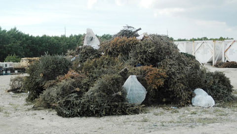 All Christmas trees dropped off at specified locations will be recycled to create free mulch.