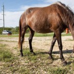 Animal tethering practices in Cayman questioned