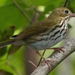 Mastic Trail ideal place to spot seasonal winged visitors
