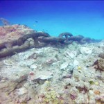 Cruise anchor reef scare in George Town harbor