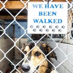 Shelter cautions over Christmas pet adoptions