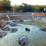 Shell shock over turtle-riding scheme