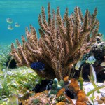Corals harvested for beauty products