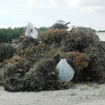 'The Beast' to recycle Christmas trees