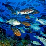 Researchers keep tabs on grouper sites