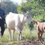 Agriculture conference to be held next week Evelyn McLaughlin’s prize cow Princess and her calf will be entered in the upcoming Agriculture Show cattle competition in February. – Photos: Jewel Levy