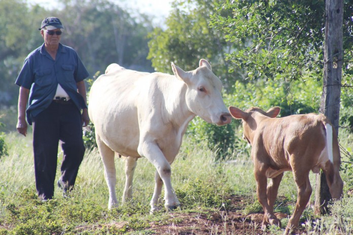 Evelyn McLaughlin’s prize cow Princess and her calf will be entered in the upcoming Agriculture Show cattle competition in February. – Photos: Jewel Levy