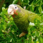 Bird Notes: On the lookout for winter migrants to Sister Islands