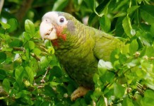 Cayman not eligible for Ten Island Challenge funding