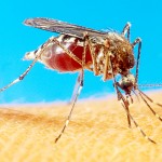 Travel warning issued amid Zika virus concerns