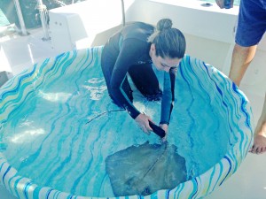 Volunteer vet Ioana Popescu places a cover over a ray's spine for safety during processing. - PHOTO: COURTESY OF GUY HARVEY