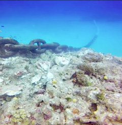 An image captured from video shot by divers in George Town harbor shows a cruise ship anchor chain on an area of coral reef.