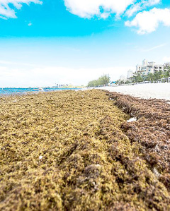 The shoreline along Seven Mile Beach was lined with sargassum seaweed in October. - PHOTO: TANEOS RAMSAY