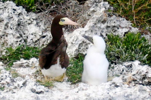 National Trust land acquisitions provide reserves for the Brac’s indigenous plant and animal species, such as this brown booby with its chick.
