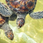 Petition asks Turtle Farm to stop breeding turtles for meat