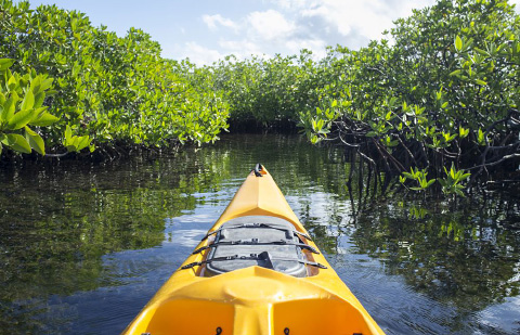 A popular way to explore the fringes of the Central Mangrove Wetland is by kayak.
