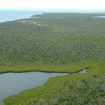 Central Mangrove Wetland is Cayman’s heart and lungs
