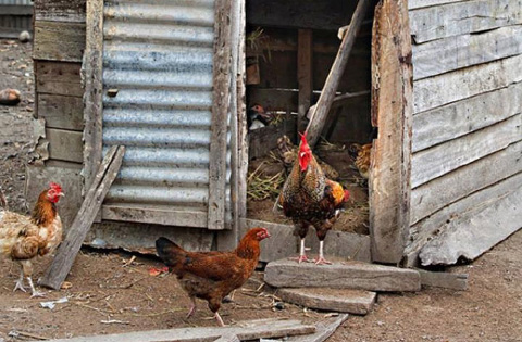 Fresh eggs were collected from the chicken coop each day.