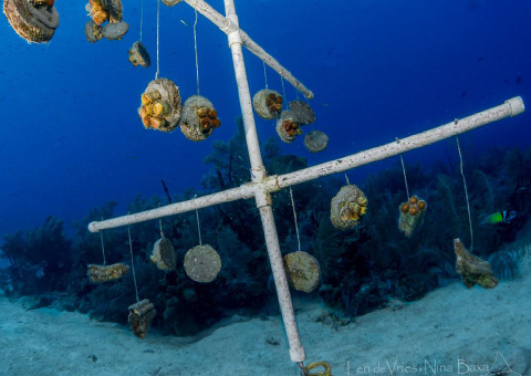 Among the work the Magic Reef Recovery volunteers have been doing is placing salvaged coral on a tree-like structure to allow them to grow before outplanting them on the reef.
