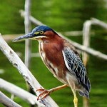 Small bird sanctuary has a big impact