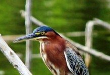 Small bird sanctuary has a big impact