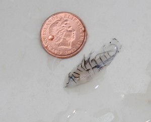 This 19mm fish, pulled in by Aaron Hunt, is the smallest ever caught in Cayman. PHOTO: KATIE O'NEILL