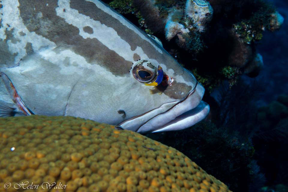 This Nassau grouper is one of the first contributions to the #SpotThatCayfish project. – Photo: Helen Walter