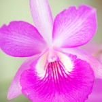 Orchids bloom at Botanic Park show