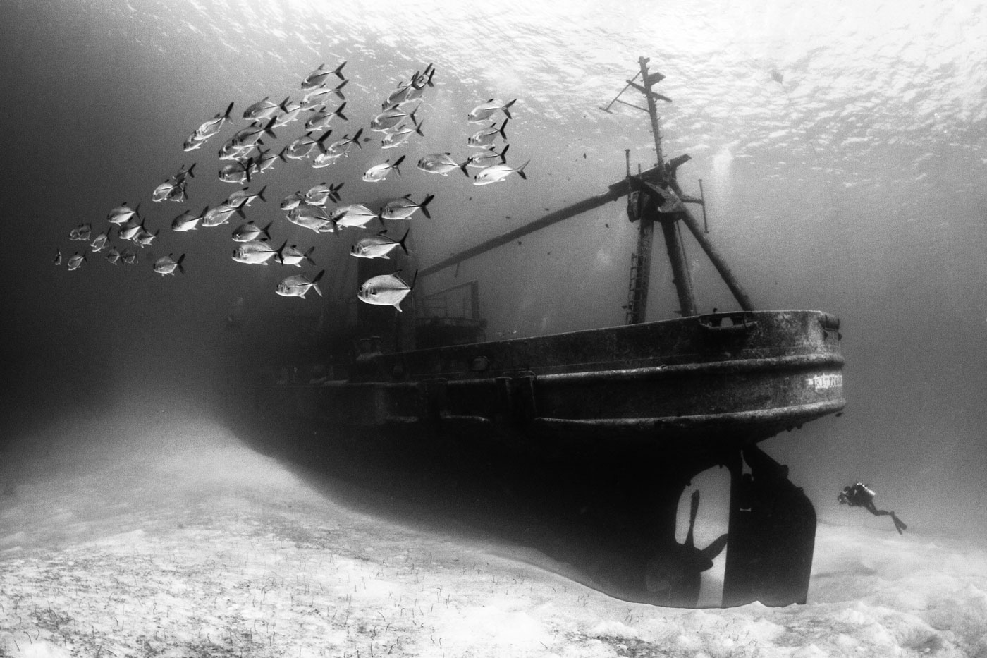 Susannah H. Snowden-Smith's photograph of jacks and a diver at the USS Kittiwake, off West Bay, won 'Commended' award at this year's Underwater Photographer of the Year Awards. 