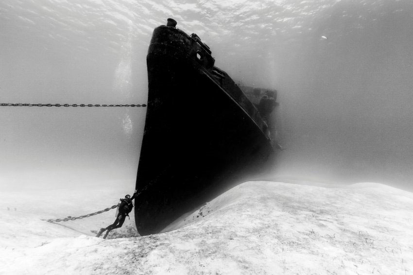 Christian Vizl’s 'Highly Commended' photograph of the Kittiwake.