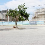 Casuarina trees removed around South Sound dock