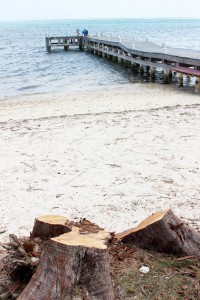 A casuarina tree near the water was also cut down because its roots were starting to damage the parking lot.