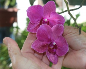 A blooming orchid.