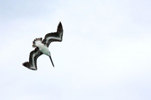 A pelican dives for fish in the shallow waters off Seven Mile Beach. – PHOTO: JAMES WHITTAKER