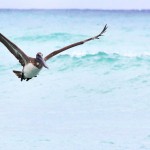 Soaring pelican numbers please birders