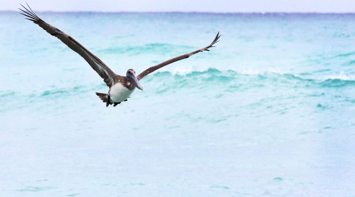 FRONT-pelicanos-WEB