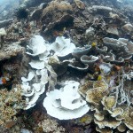 CCMI: Reefs face bigger threats than Allen’s yacht