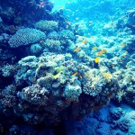 Cayman to host international fisheries conference