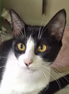 Baileys is a bright-eyed moggie ready for adoption.