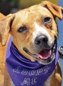 Autumn wants a forever home for every season.