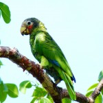 Trust sets sights on Cayman Brac’s parrot habitat