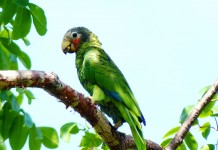Trust sets sights on Cayman Brac’s parrot habitat