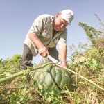 Farm-fresh produce