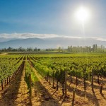 Five decades of Napa Valley wines: How long can they age?